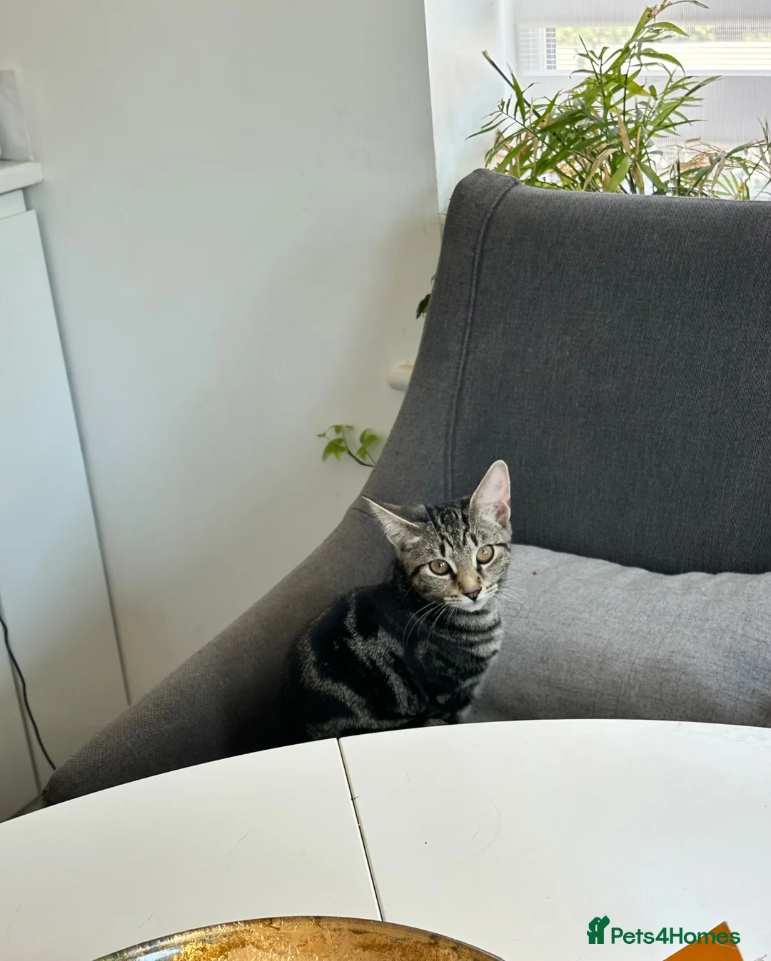 Mixed Breed cats for sale: Absolutely gorgeous female kitten for sale - Advert 12
