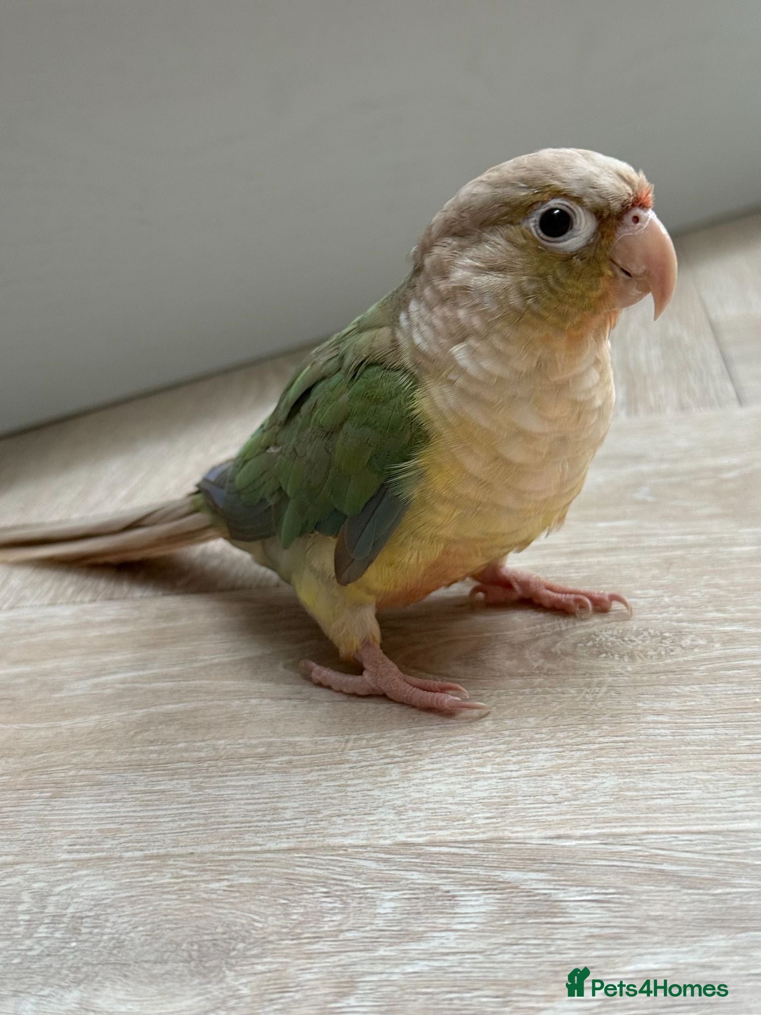 Conures birds Conure with Cage, Hand Tame, Green Cheek Conure - Advert 1
