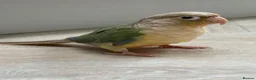 Conures birds for sale: Conure with Cage, Hand Tame, Green Cheek Conure in Ilford - Advert 1