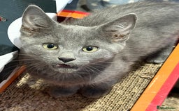 Mixed Breed cats for sale: 14 week old kittens for sale  - Image 2