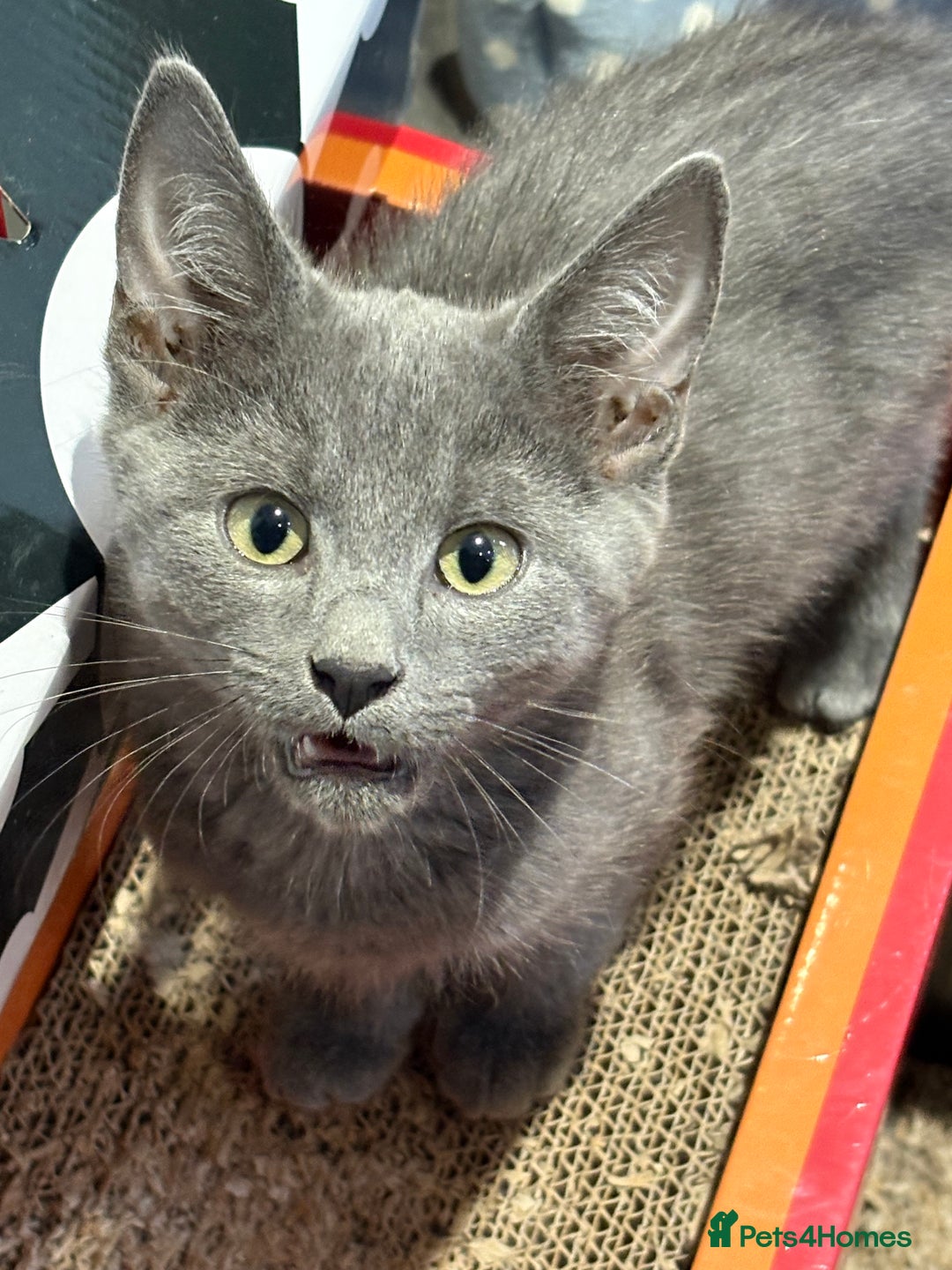 Mixed Breed cats for sale: 14 week old kittens for sale  - Image 2