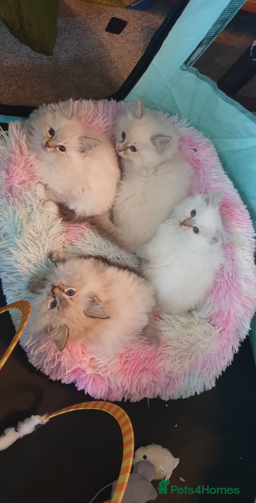 Ragdoll cats for sale: Absolutely Stunning GCCF Registered Kittens. - Advert 3