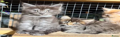 Maine Coon 3