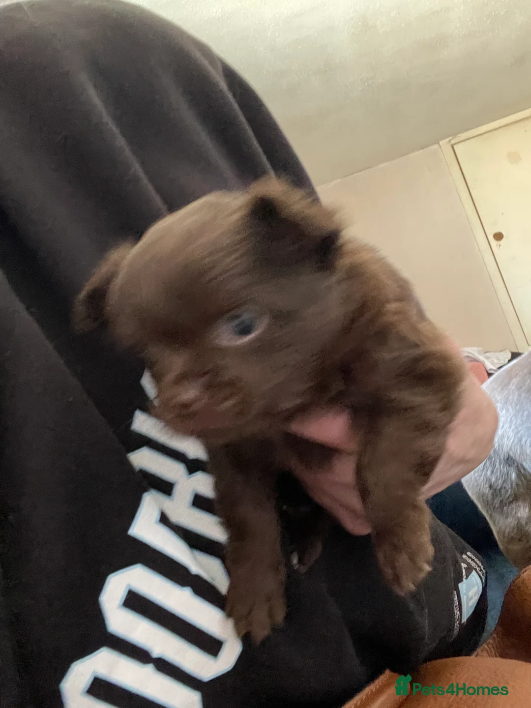 Chihuahua dogs for sale: Tiny chihuahua puppies ready now in Alexandria - Advert 10