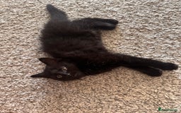 Mixed Breed cats for sale: Beautiful female kitten  - Image 5