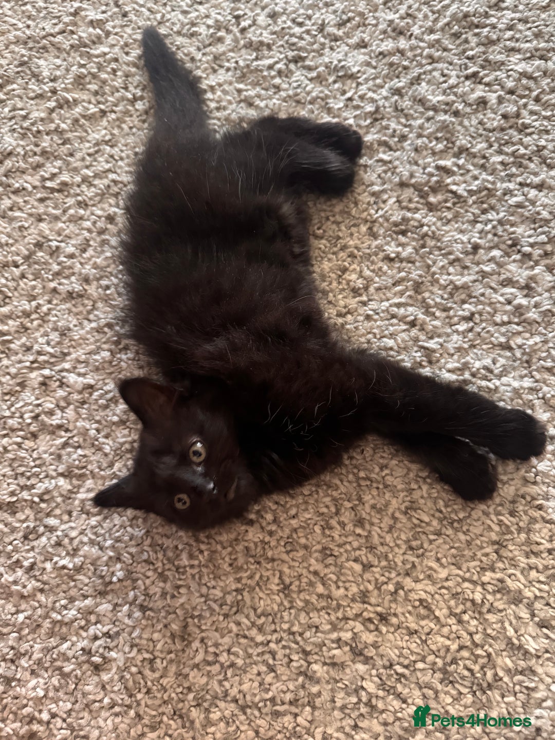 Mixed Breed cats for sale: Beautiful female kitten  - Image 5