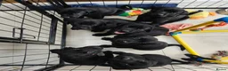 Labrador Retriever dogs for sale: Beautiful Black Labrador Boys Ready Soon - Advert 15