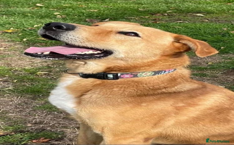 Mixed Breed dogs - Advert 2
