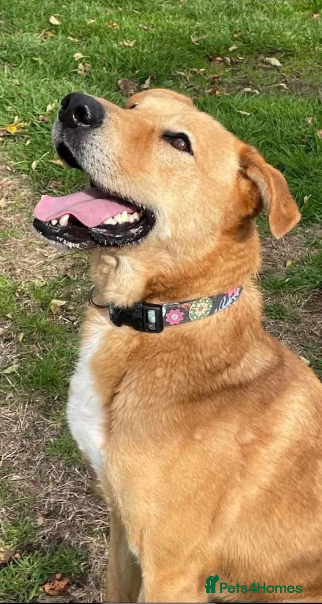 Mixed Breed dogs for adoption: ALBER - Complex but loving lad  - Image 1