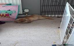Lionhead rabbits for sale: indoor lionhead  - Image 2