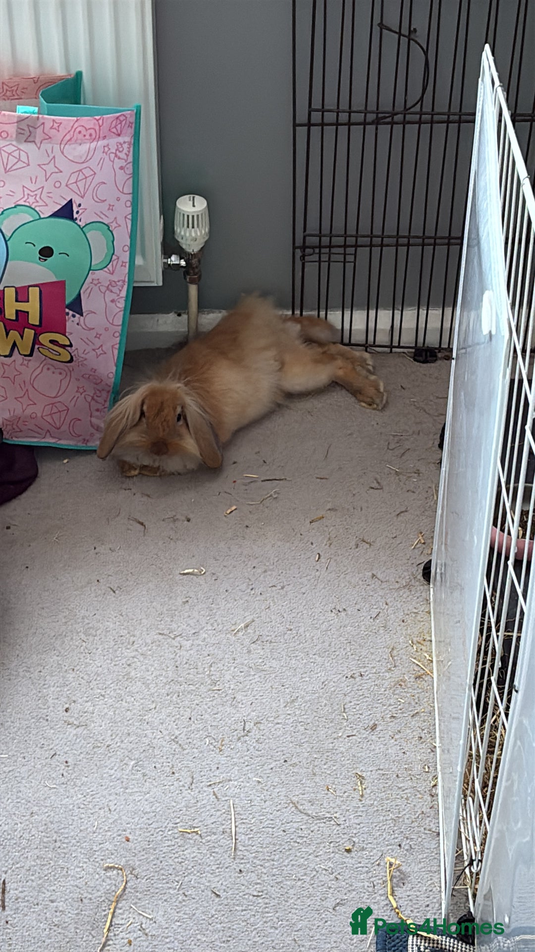 Lionhead rabbits for sale: indoor lionhead  - Image 2