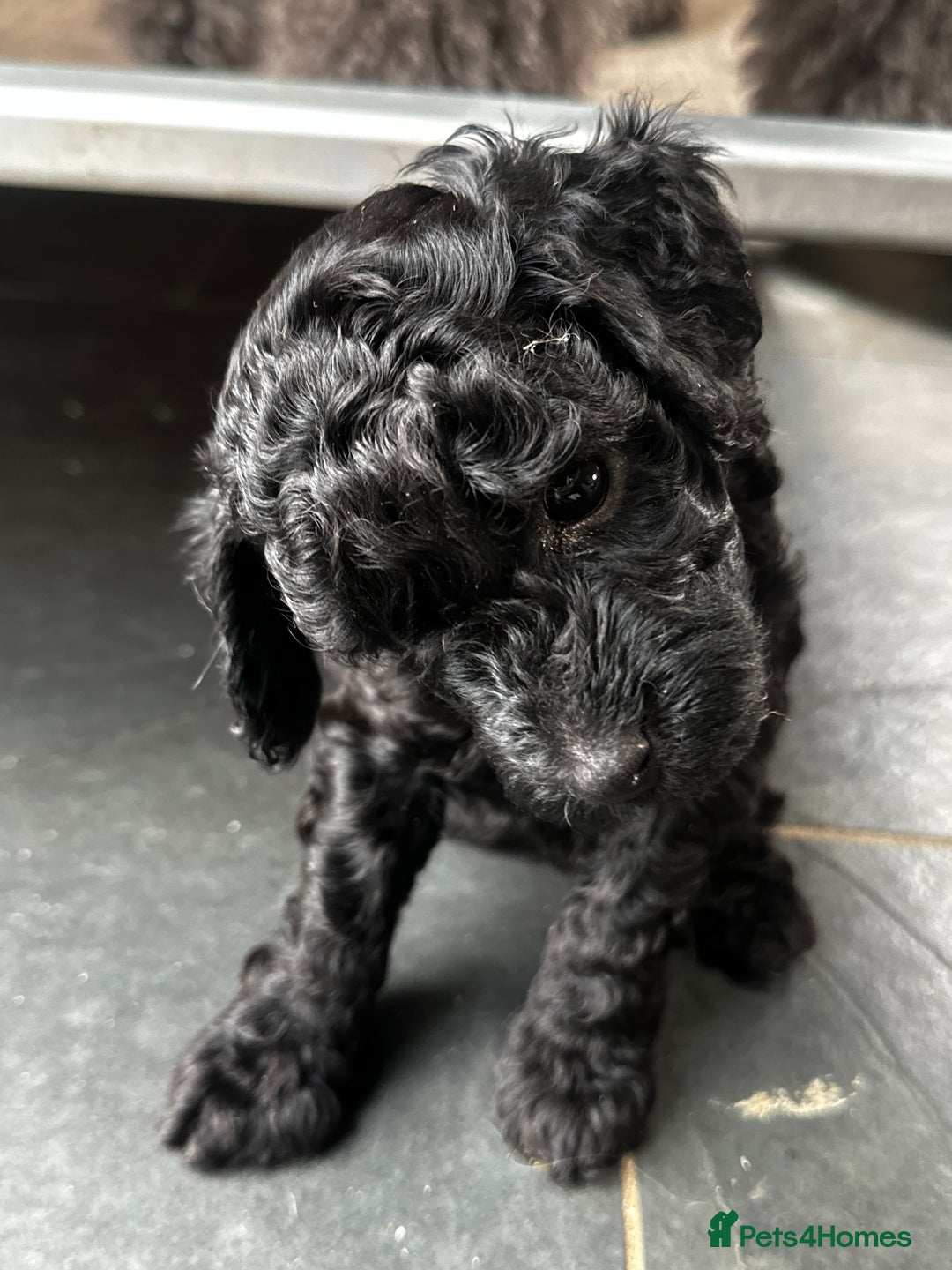 Miniature Poodle dogs for sale: Beautiful litter of Cheeky KC Reg. Mini Poodle's - Image 5