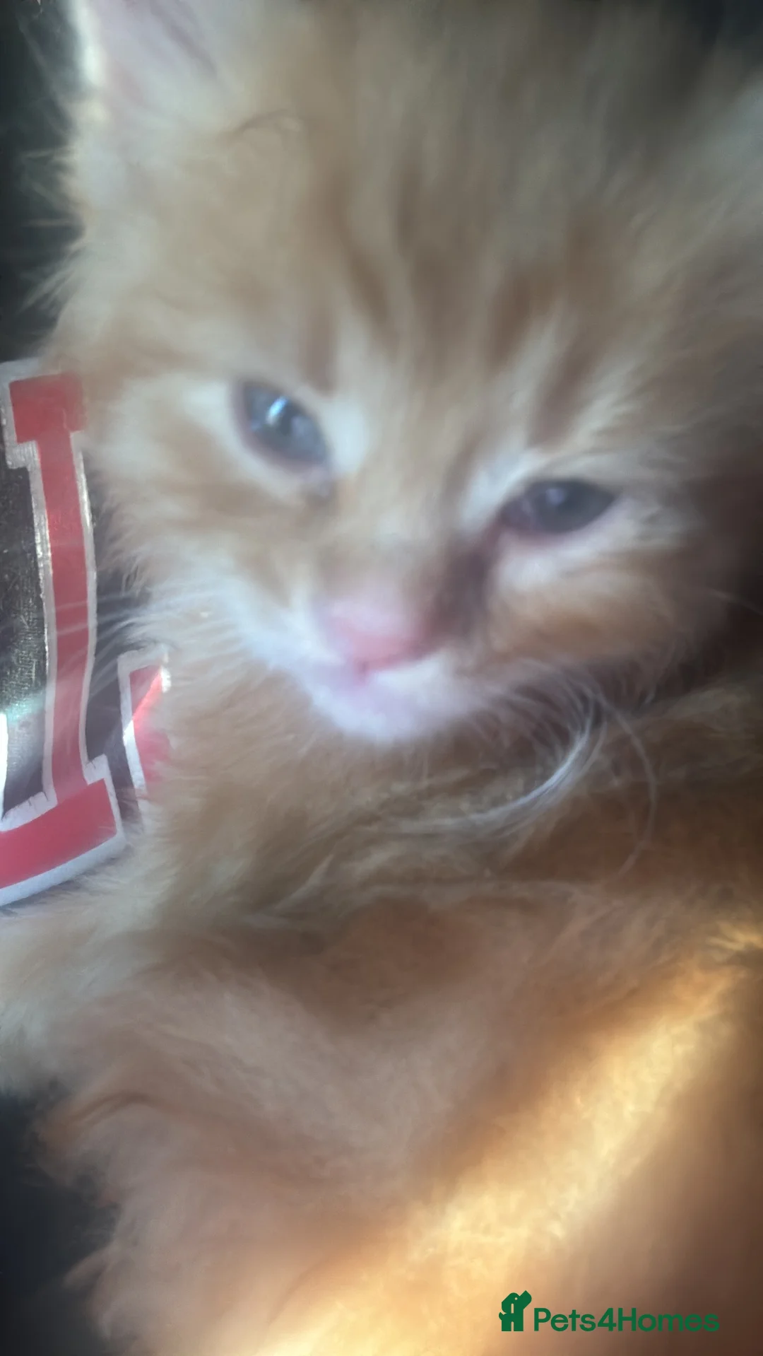 Munchkin cats for sale: Ginger kitten for sale in Walsall - Advert 5