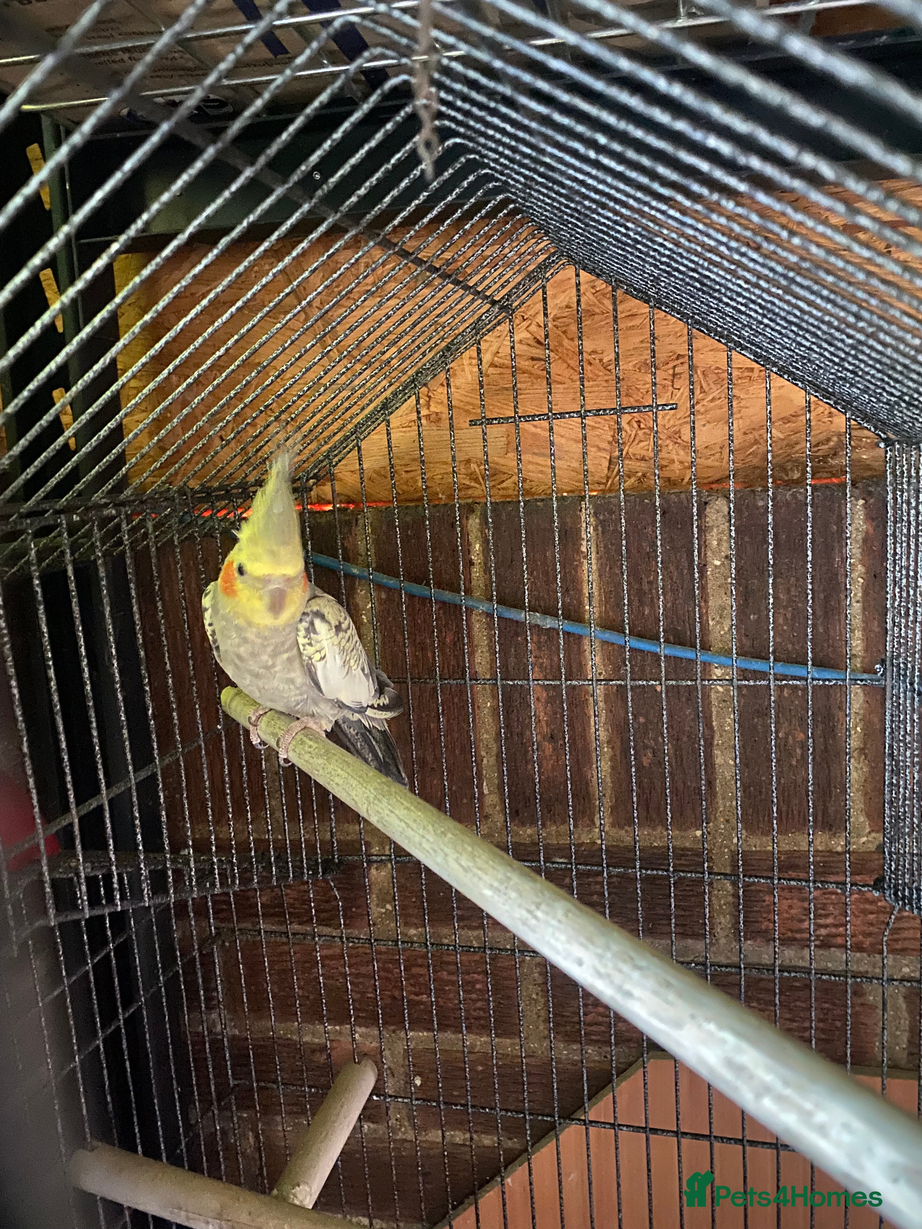 Cockatiels birds Cocktail - Advert 17