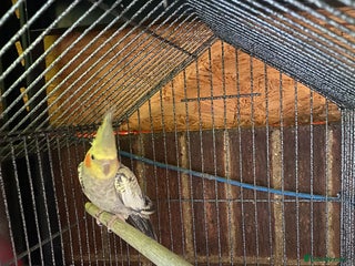 Cockatiels birds Cocktail - Advert 1