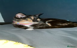 Mixed Breed cats for sale: Make kittens  - Image 3