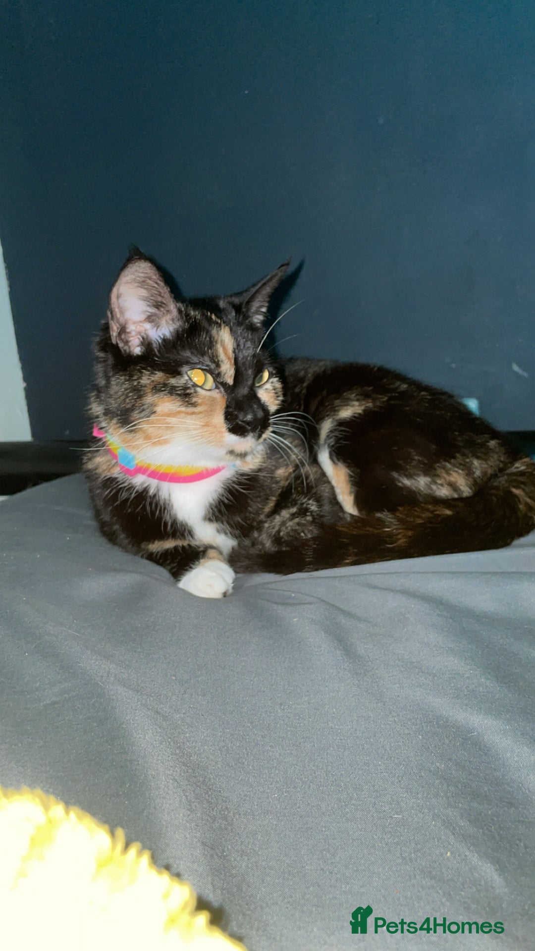 Mixed Breed cats for sale: Make kittens  - Image 3