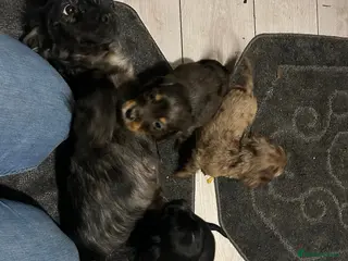 Cocker Spaniel dogs Beautiful Cockers - Advert 2