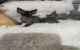 Devon Rex cats for sale: Devon Rex Kittens  - Image 13