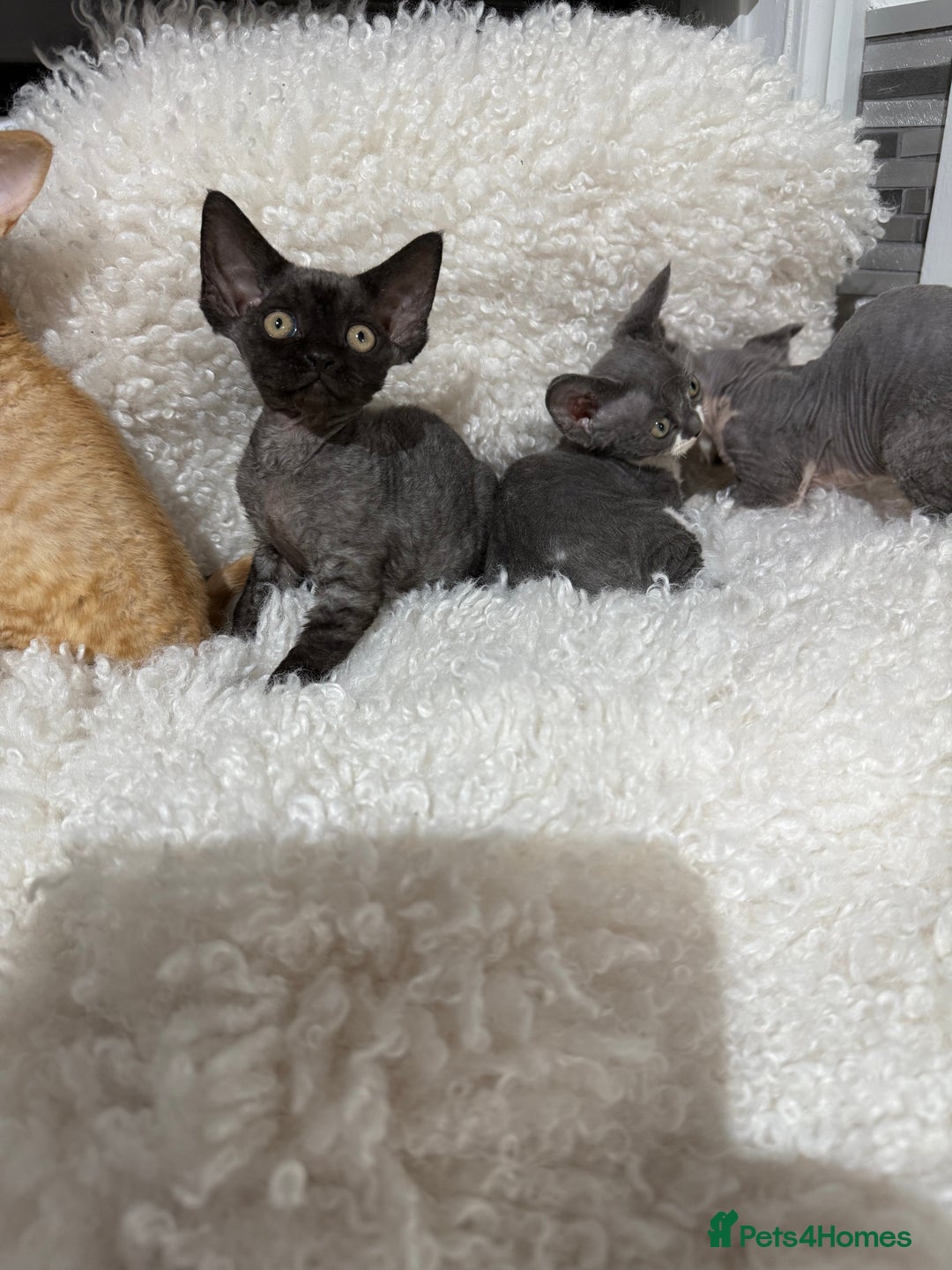 Devon Rex cats for sale: Devon Rex Kittens  - Image 13
