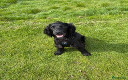 Cocker Spaniel dogs for sale: Lovely 10 month old cocker spaniel  - Image 2