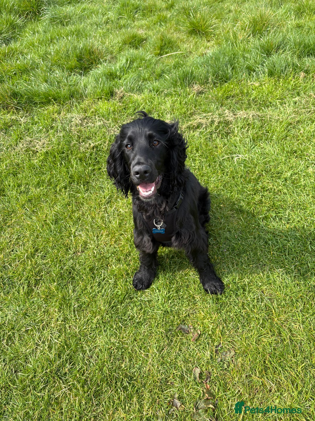 Cocker Spaniel dogs for sale: Lovely 10 month old cocker spaniel  - Image 2