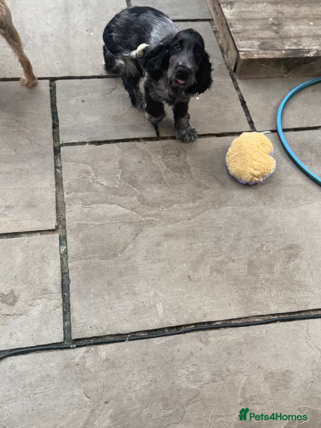 Cocker Spaniel dogs for sale: Blue roan show cocker spaniel  - Image 6