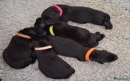 Labrador Retriever dogs for sale: Beautiful black Labrador puppies  - Image 10