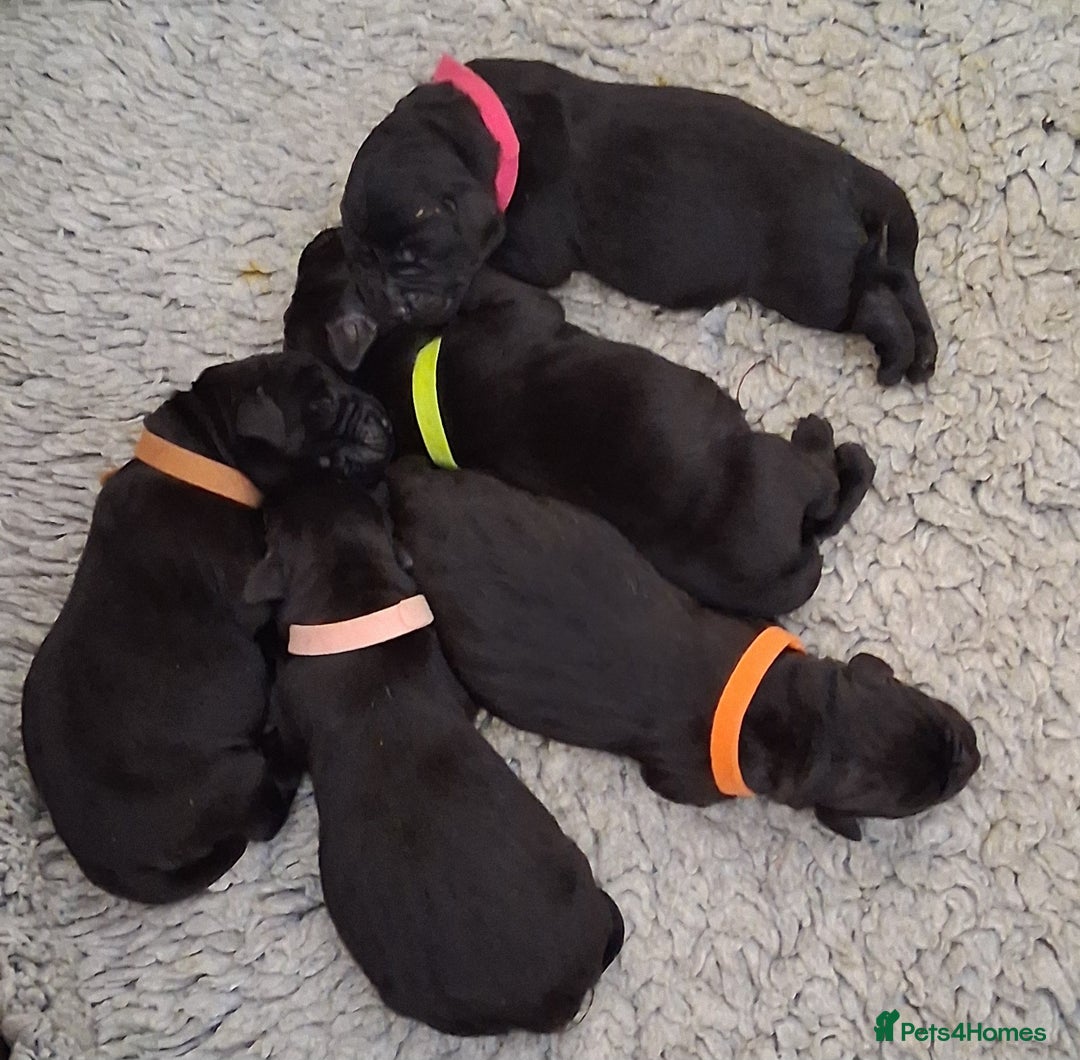 Labrador Retriever dogs for sale: Beautiful black Labrador puppies  - Image 10