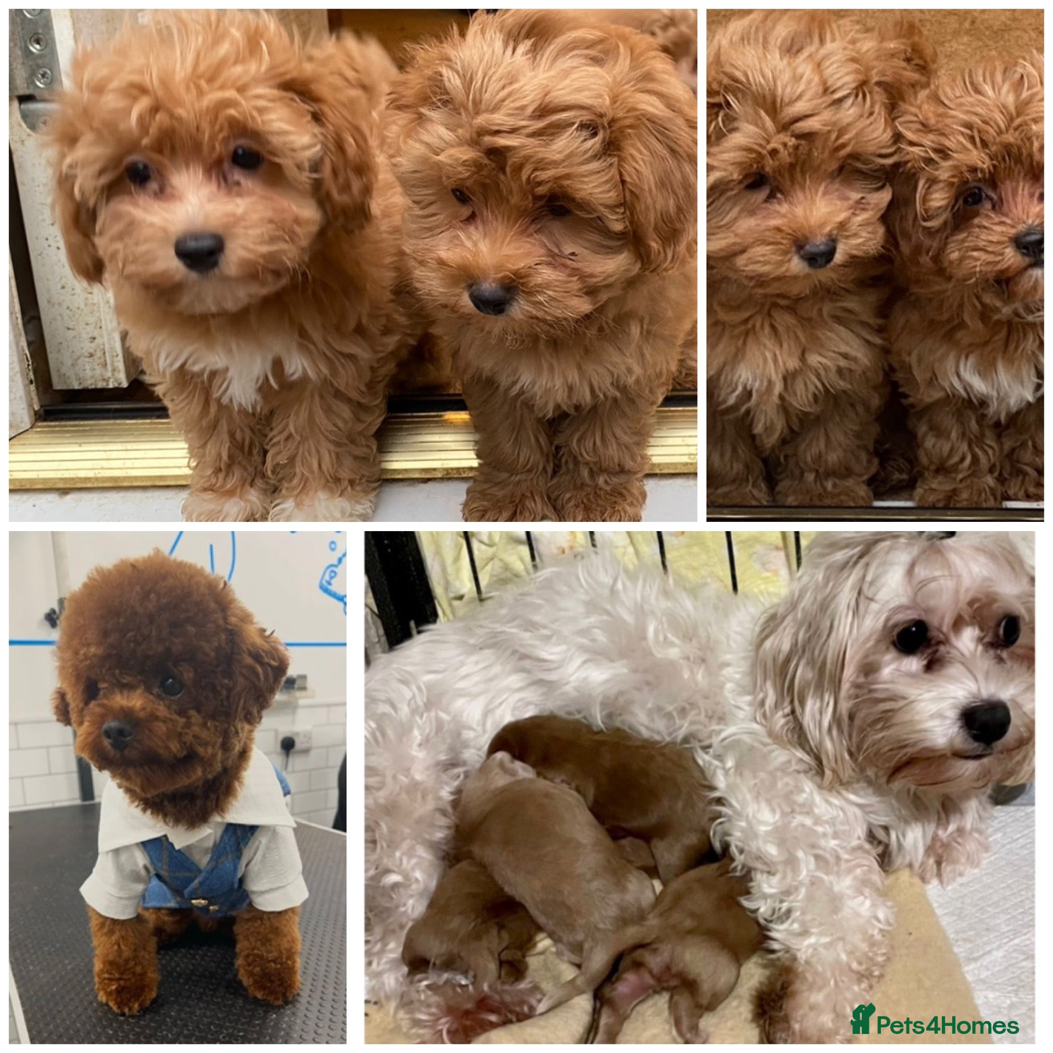 Maltipoo dogs Extensively DNA clear toy Asian Maltipoo puppies  - Advert 17