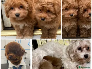 Maltipoo dogs Extensively DNA clear toy Asian Maltipoo puppies - Advert 17