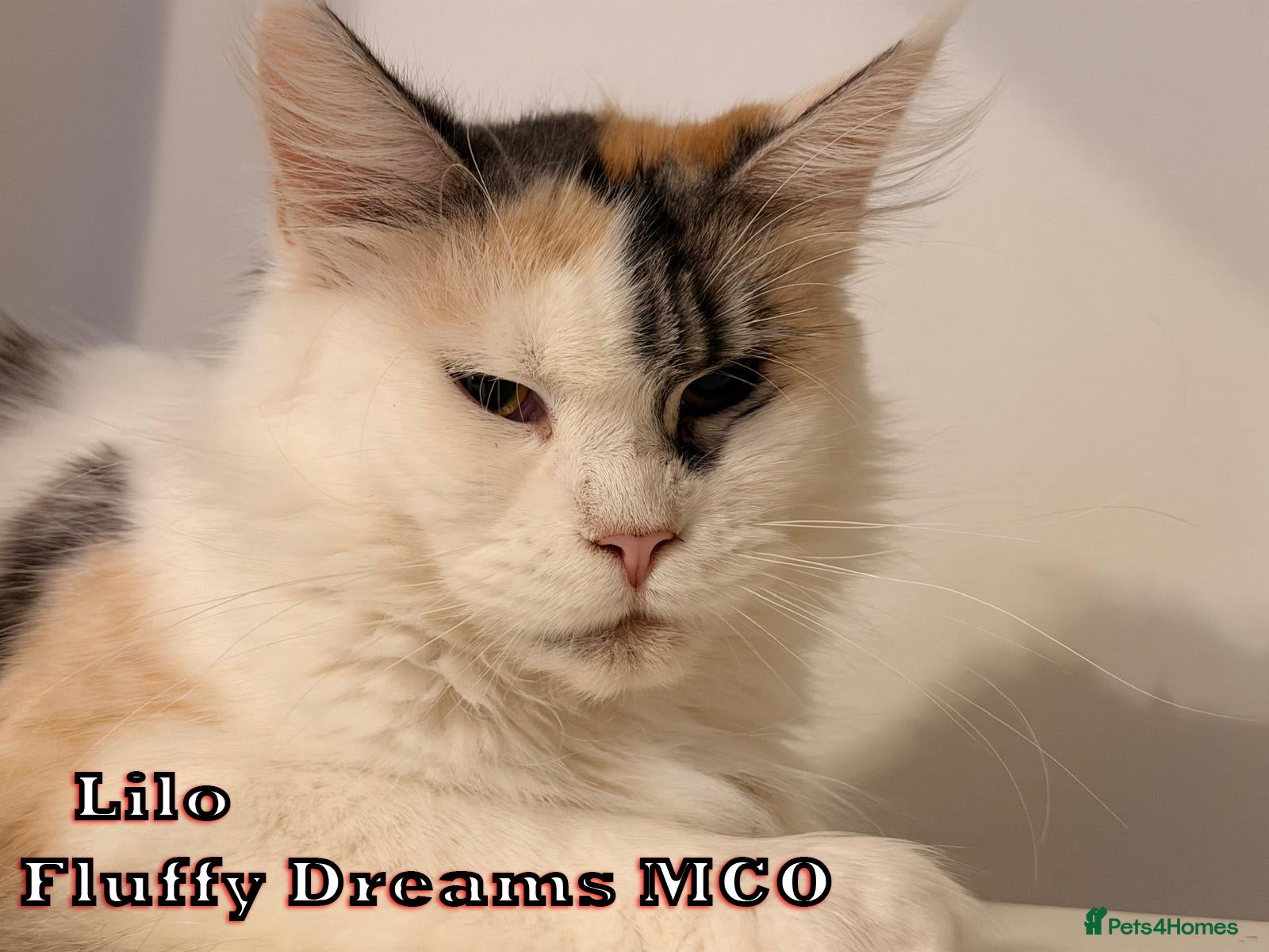 Maine Coon cats LILO TICA registered active - Advert 18