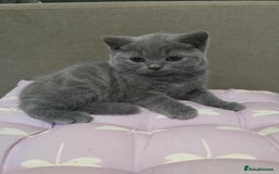 British Shorthair cats for sale: Beautiful BSH Kittens from the champion lines - Image 4