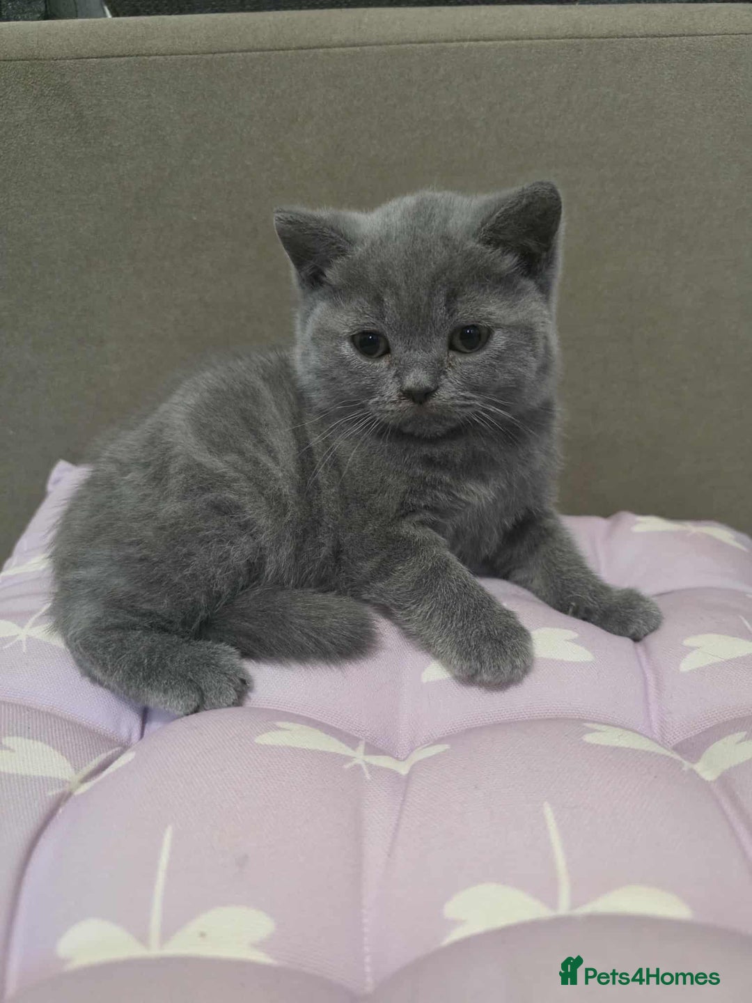 British Shorthair cats for sale: Beautiful BSH Kittens from the champion lines - Image 4