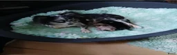 Chihuahua dogs for sale: Beautiful Chihuahua Puppies! - Advert 5