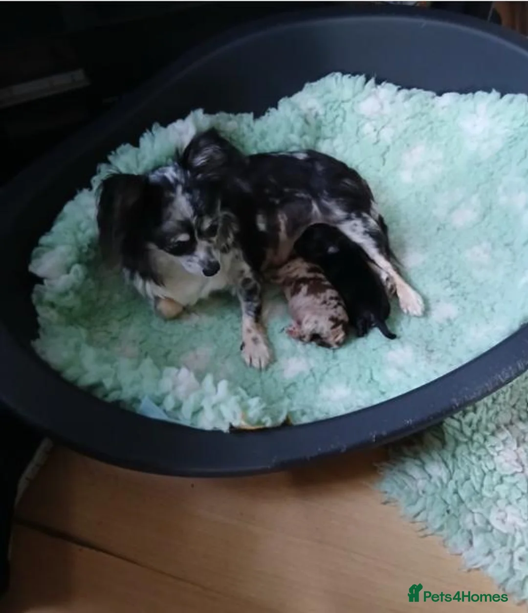 Chihuahua dogs for sale: Beautiful Chihuahua Puppies! - Advert 5