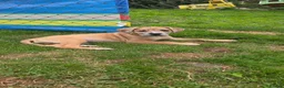 Mixed Breed dogs for sale: 2 female Daniff Puppies READY NOW - Advert 6