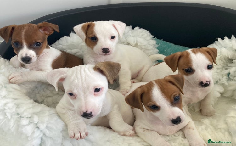 Jack Russell dogs - Advert 1