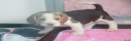 Beagle dogs for sale: READY NOW ROYAL KENNEL CLUB REG BEAGLE PUPPIES - Advert 3