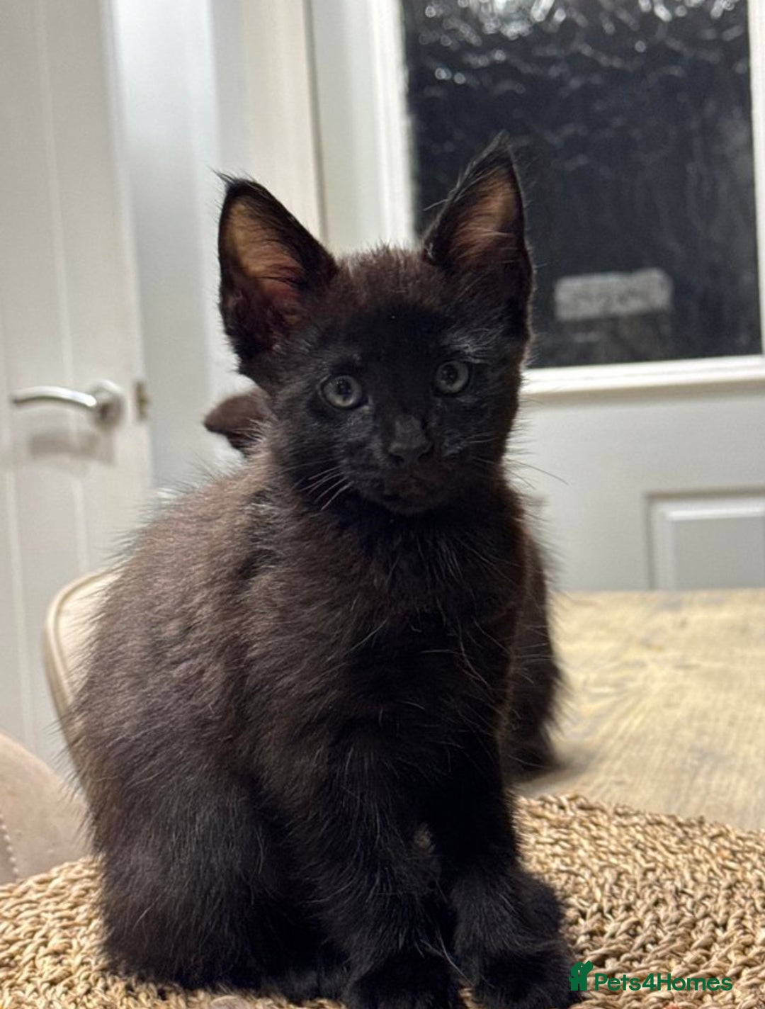 Maine Coon cats for sale: 1 boy Maine coon cross - Advert 1