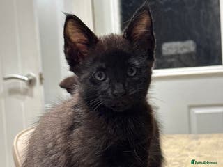 Maine Coon cats 1 boy Maine coon cross - Advert 1