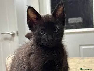 Maine Coon cats 1 boy Maine coon cross - Advert 12