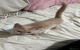 Domestic Shorthair cats for sale: Beige / Cream Marbled Kitten - Image 4
