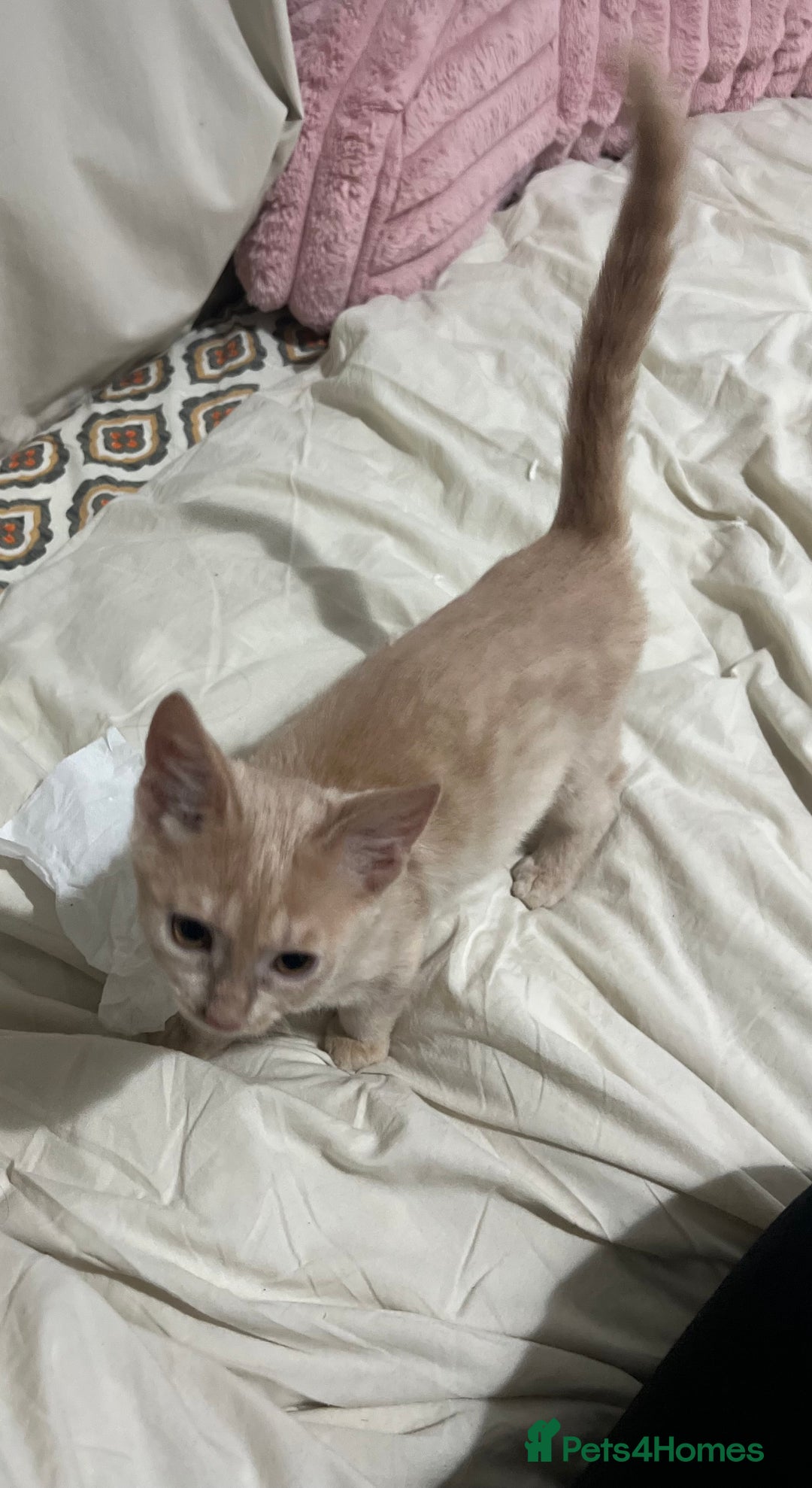 Domestic Shorthair cats for sale: Beige / Cream Marbled Kitten - Image 4