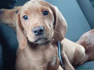 Cockerdor dogs Cockerdor pupies - Advert 5