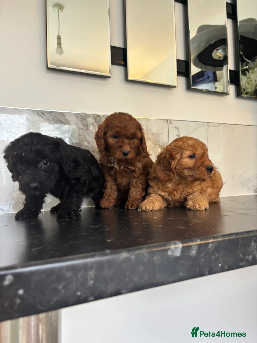 Maltipoo dogs for sale: Maltipoo puppies toy poodle - Advert 5