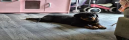 Rottweiler dogs for sale: 20 Week Old Female Rotty  - Advert 5