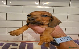 Miniature Dachshund dogs for sale: Full of champions!!! pra clear mini dachshunds in South Shields - Image 5