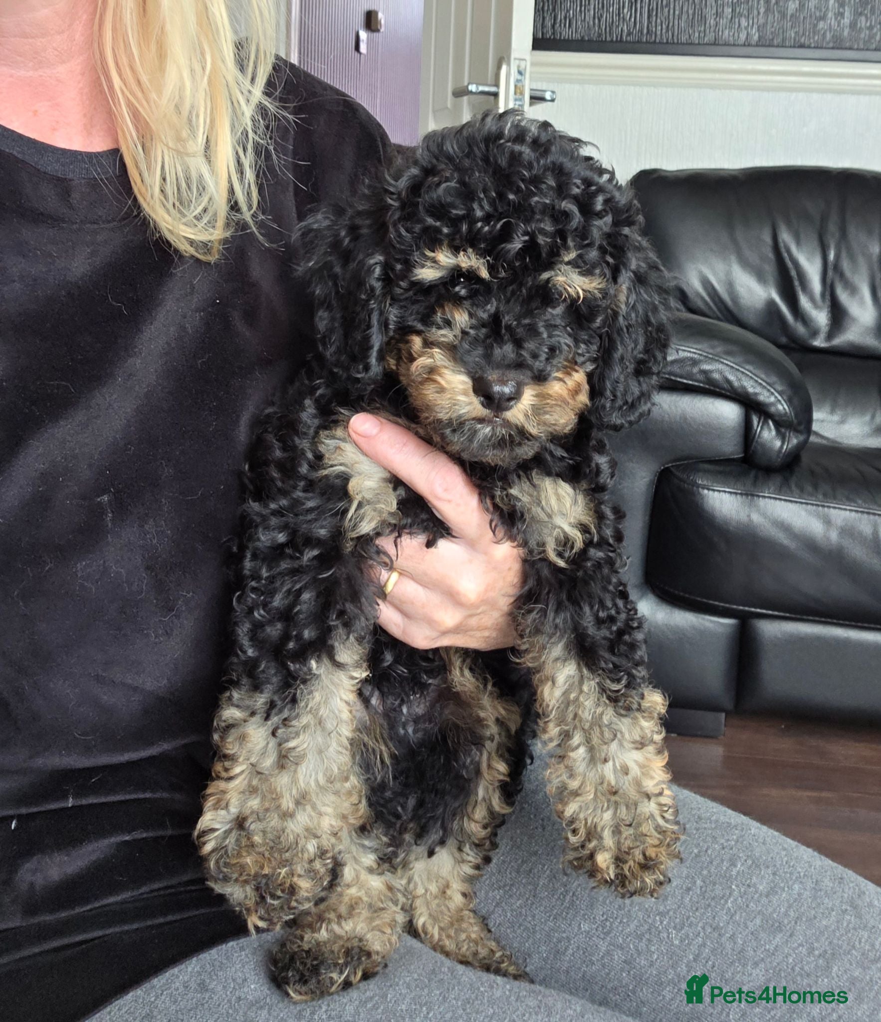 Jackapoo dogs Toy poodle 3/4 puppies  - Advert 5