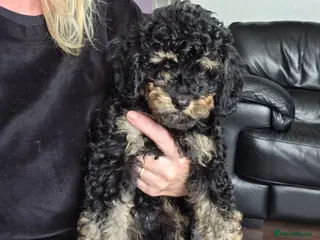 Jackapoo dogs Toy poodle 3/4 puppies - Advert 5